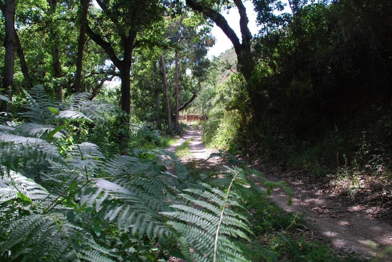 Affittacamere Casas Da Cerca Troviscais Esterno foto